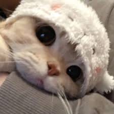 NH Dini profile picture